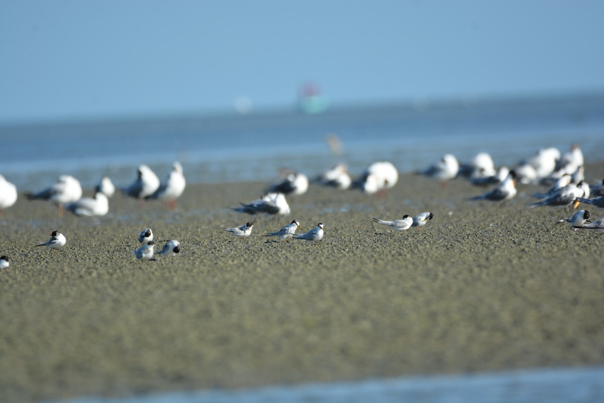 Little Tern - ML633381572