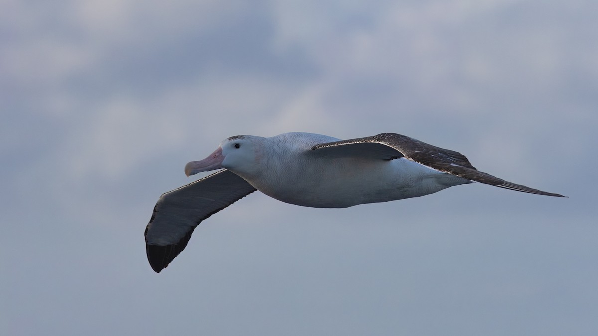 Tristan Albatross - ML633381649