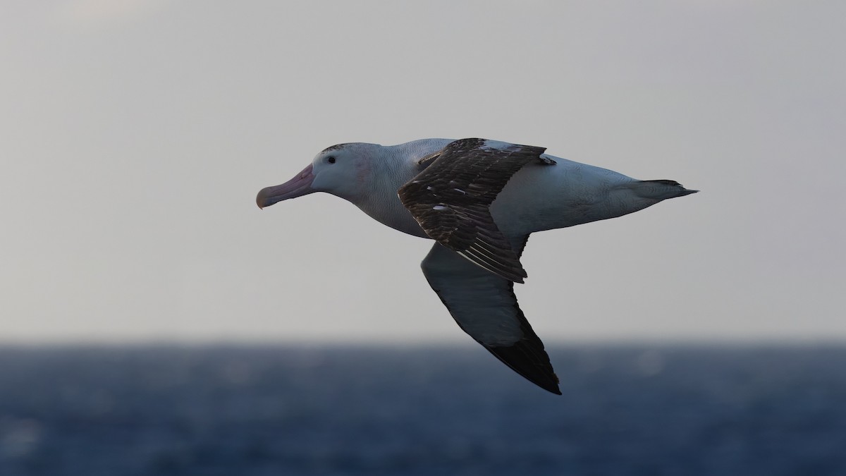 Tristan Albatross - ML633381650