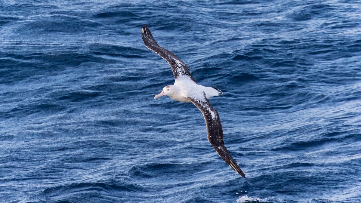 Tristan Albatross - ML633381651