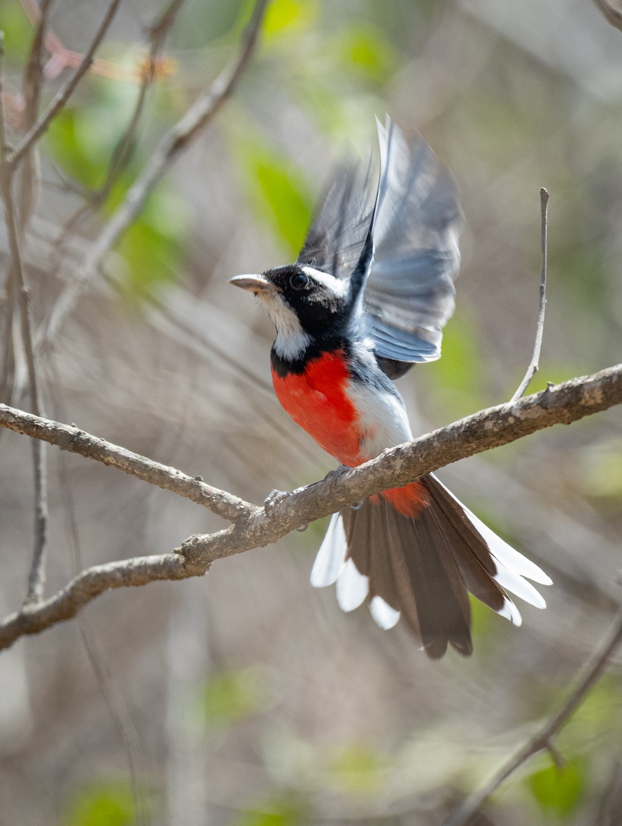 Red-breasted Chat - ML633381656