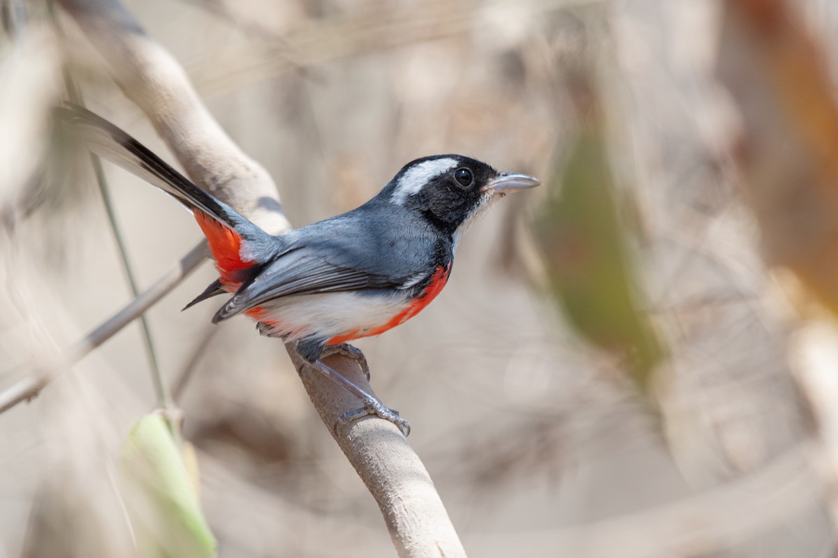 Red-breasted Chat - ML633381657