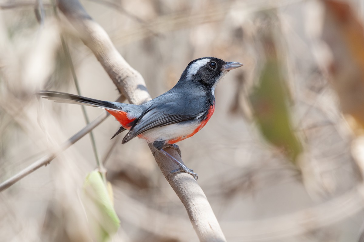 Red-breasted Chat - ML633381658