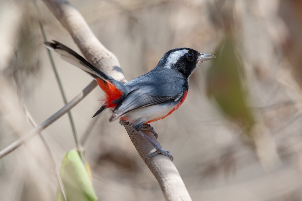 Red-breasted Chat - ML633381659