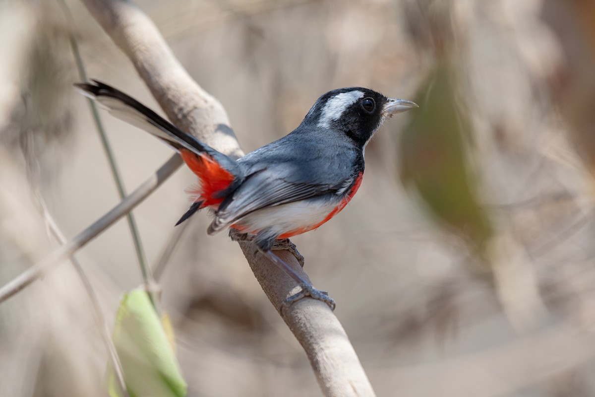 Red-breasted Chat - ML633381660