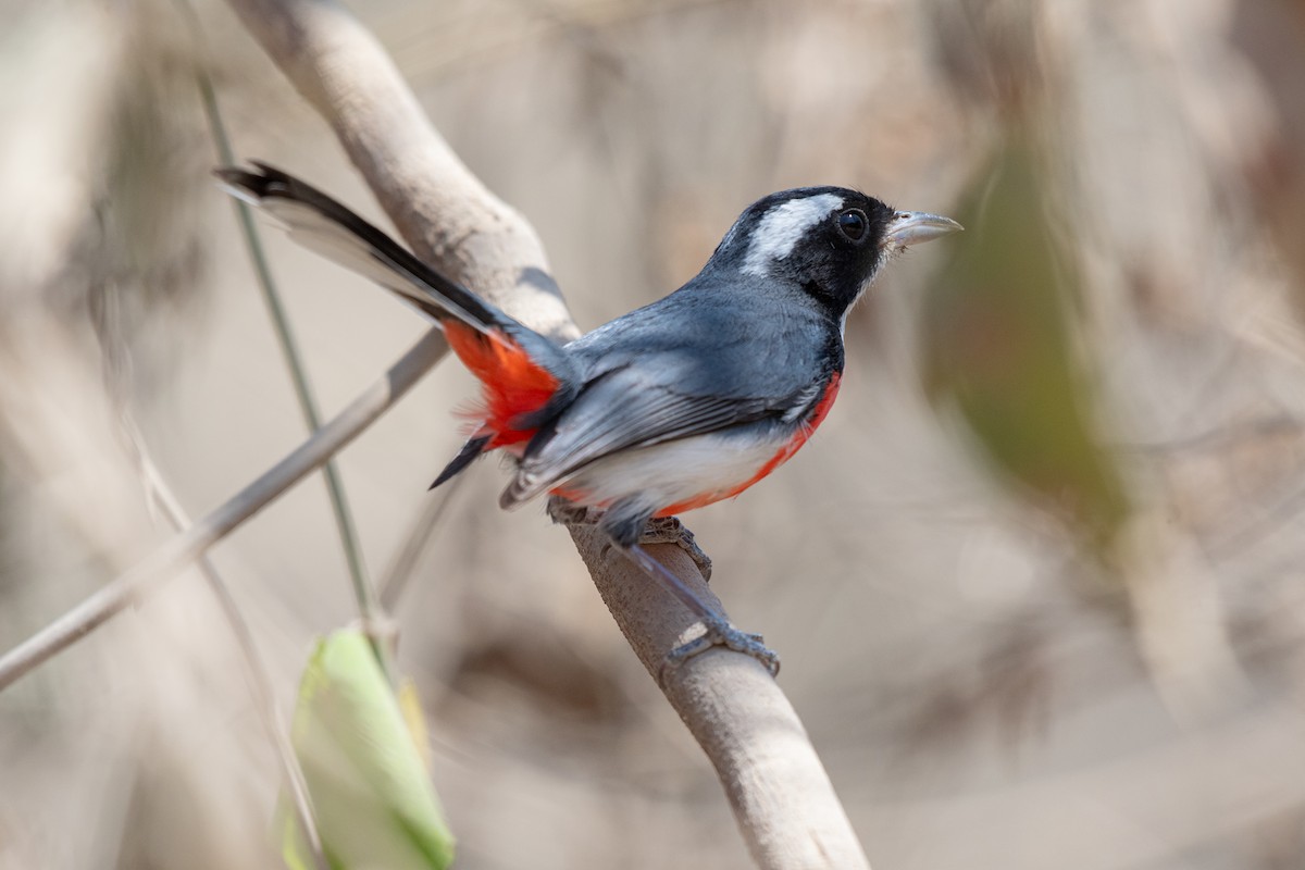 Red-breasted Chat - ML633381661