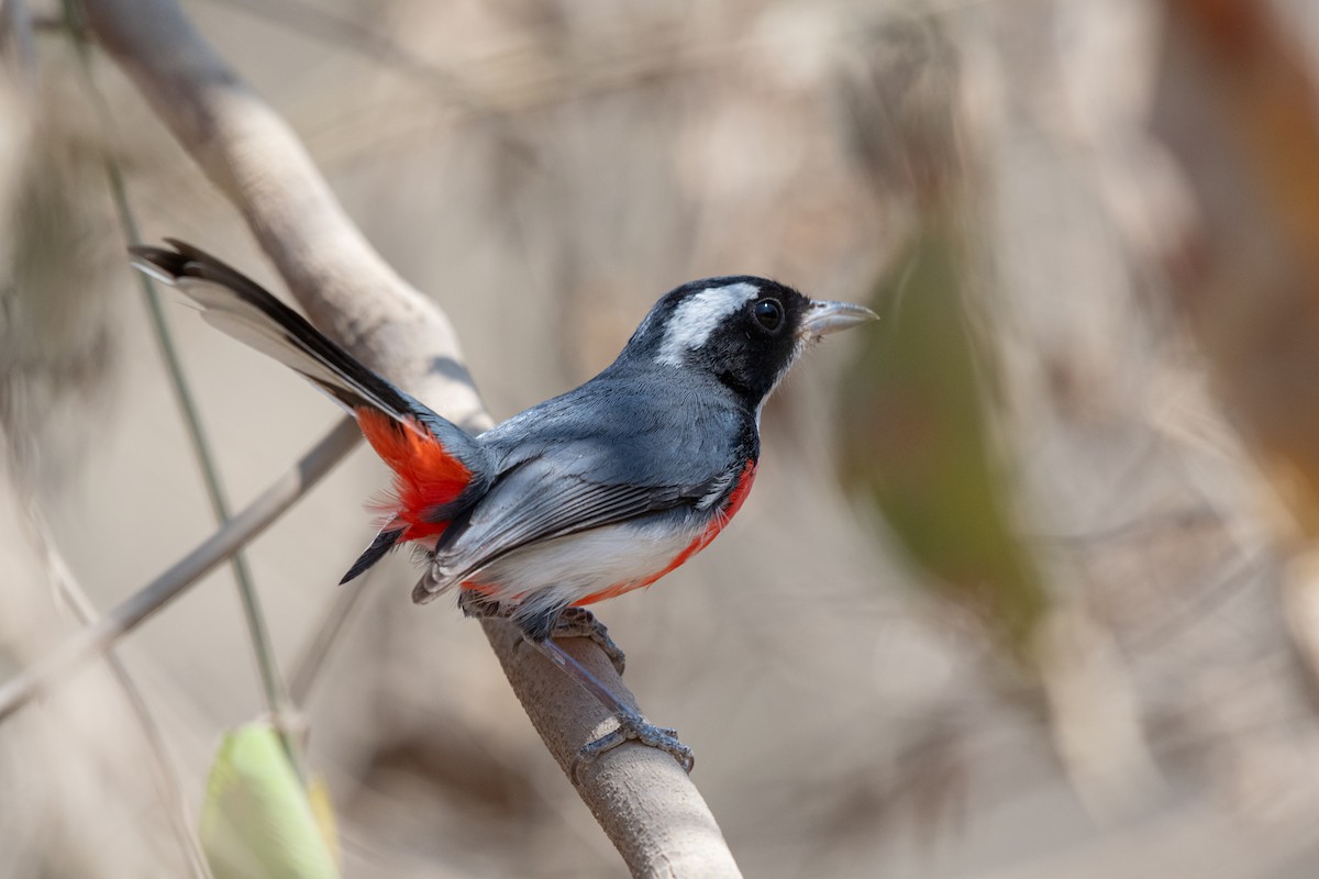Red-breasted Chat - ML633381662
