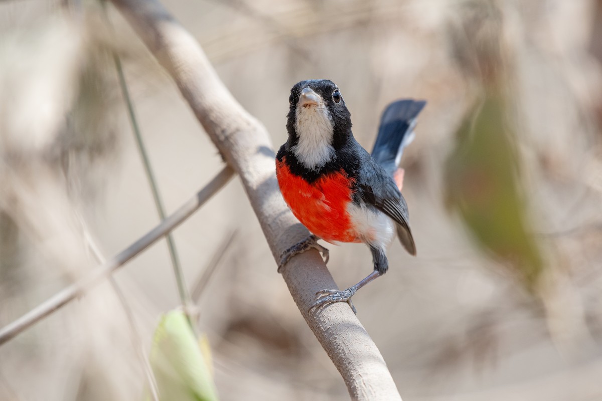 Red-breasted Chat - ML633381704