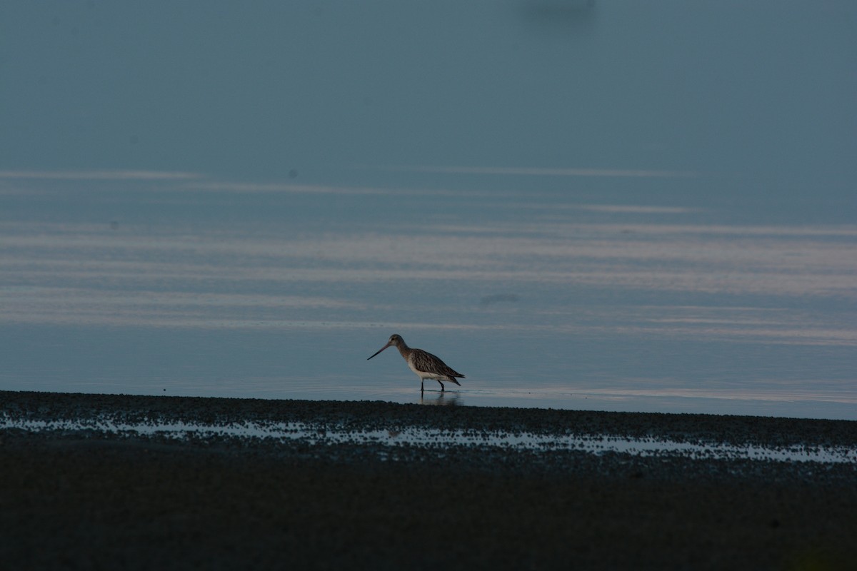 Bar-tailed Godwit - ML633381708