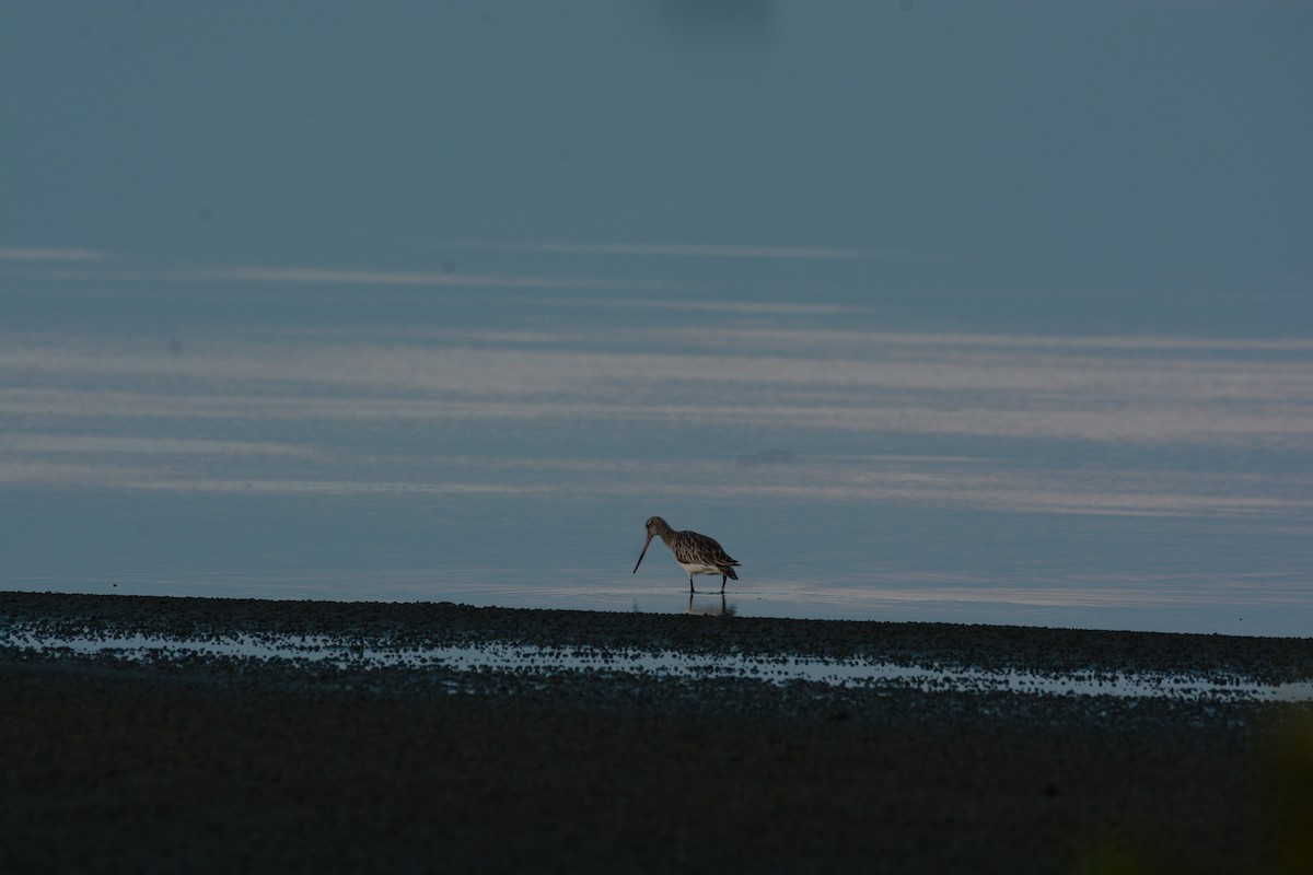 Bar-tailed Godwit - ML633381709