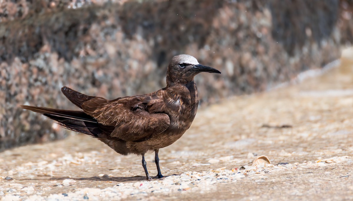 Brown Noddy - ML633381777