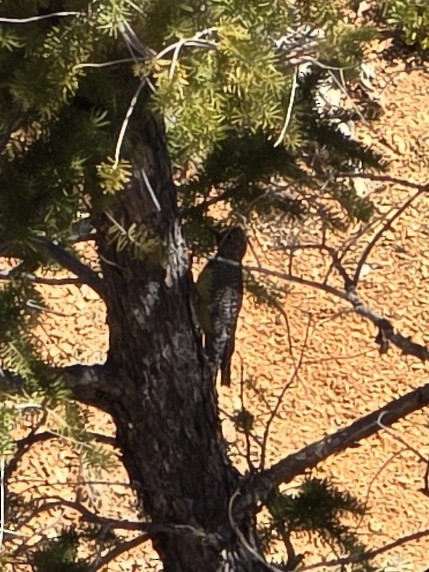 Сосновый дятел-сокоед - ML633381807