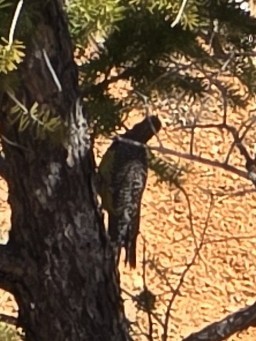 Сосновый дятел-сокоед - ML633381809