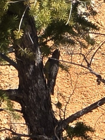 Сосновый дятел-сокоед - ML633381810