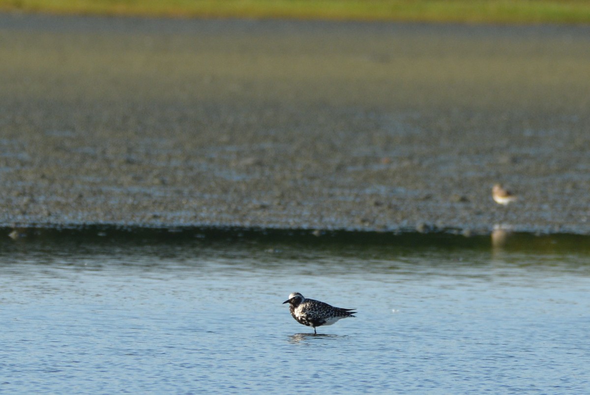Black-bellied Plover - ML633381813