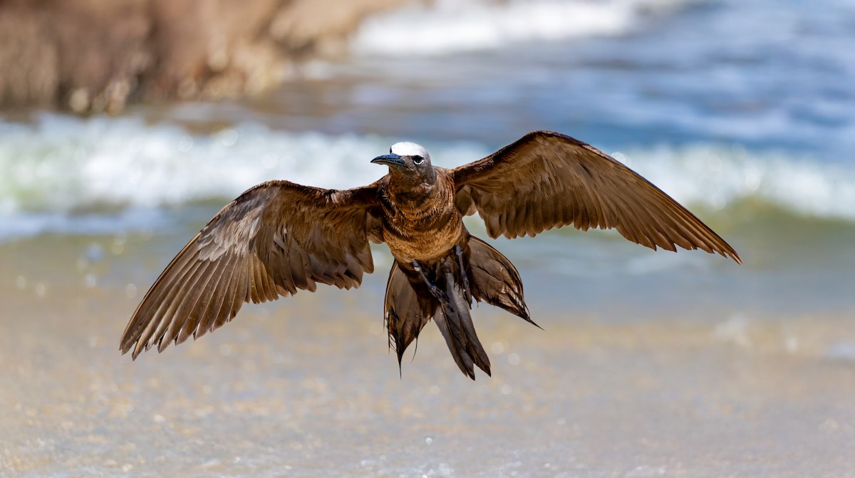 Brown Noddy - ML633381839