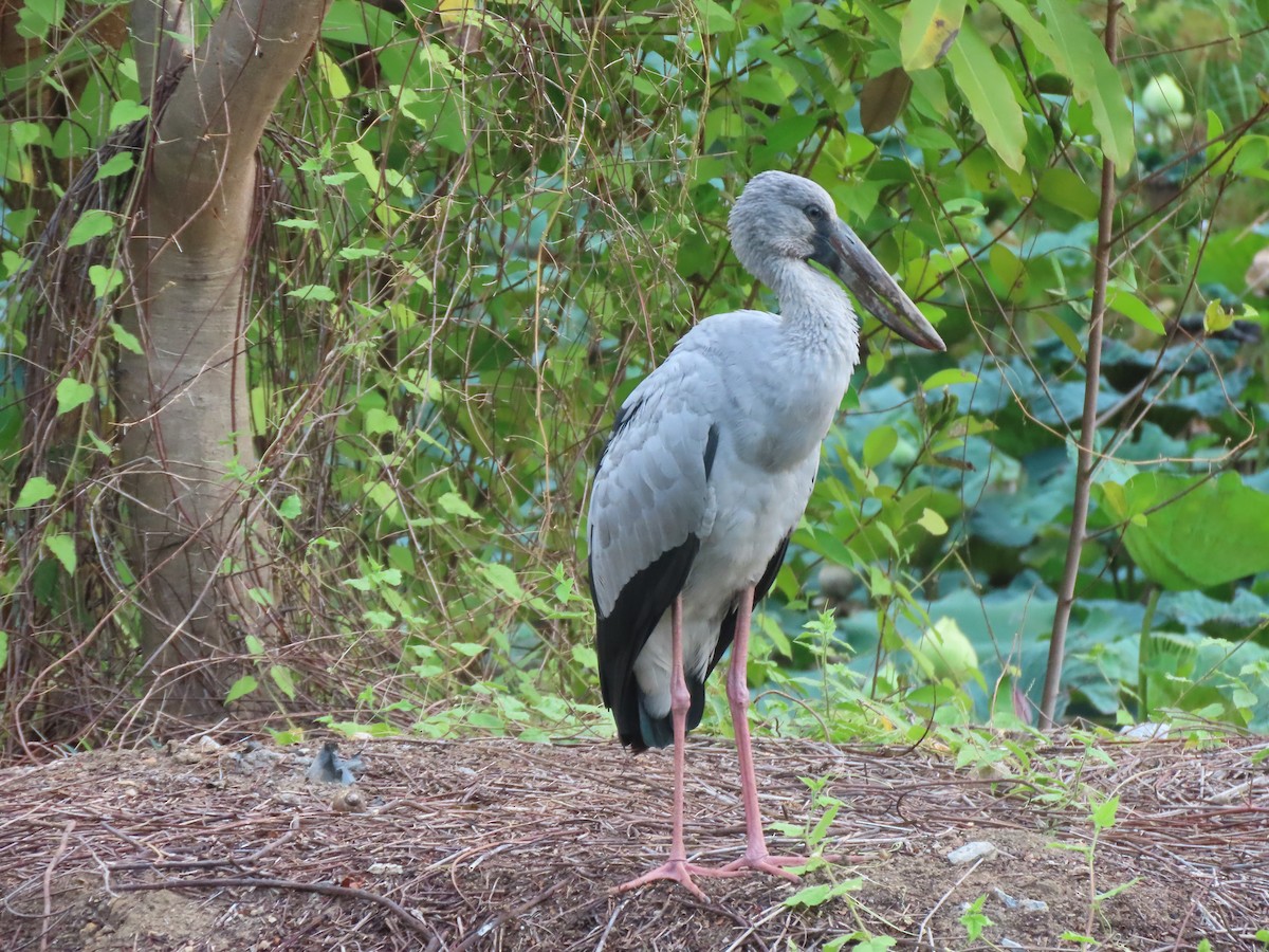 Asian Openbill - Jack Noordhuizen