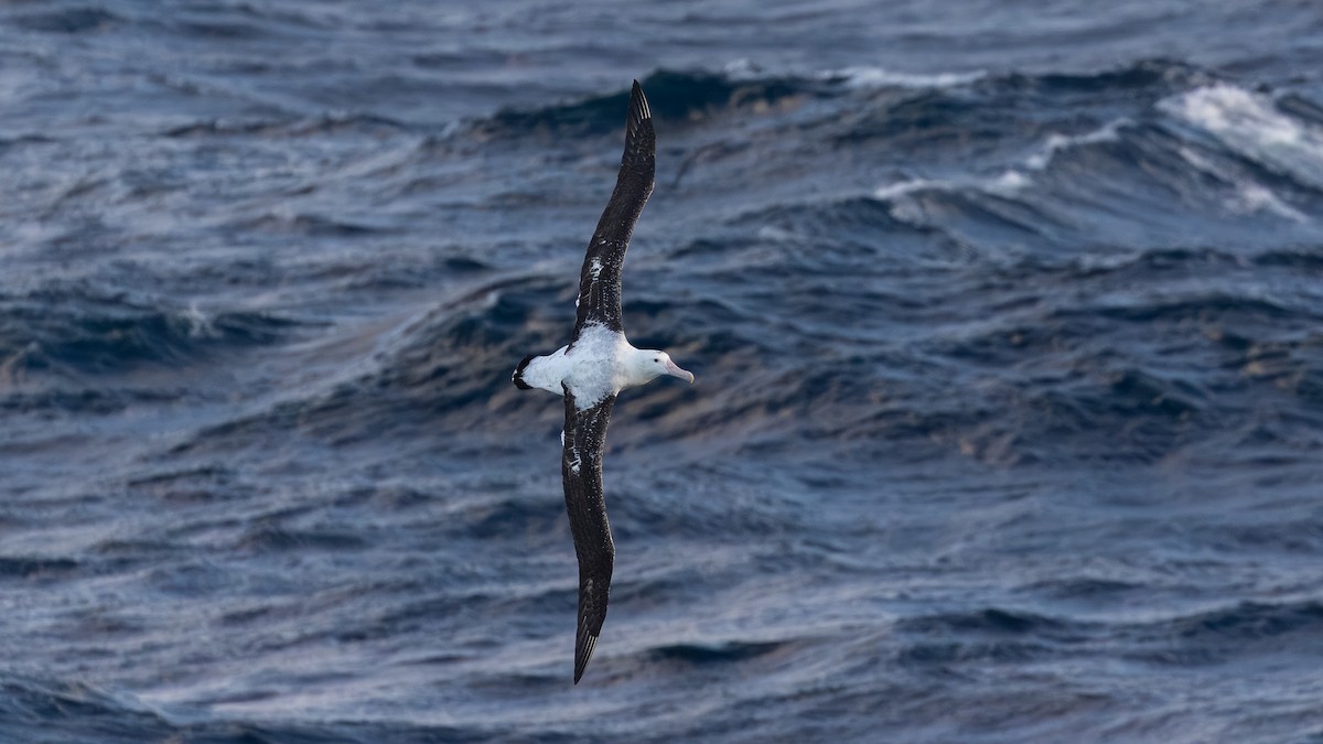 Tristan Albatross - ML633381900