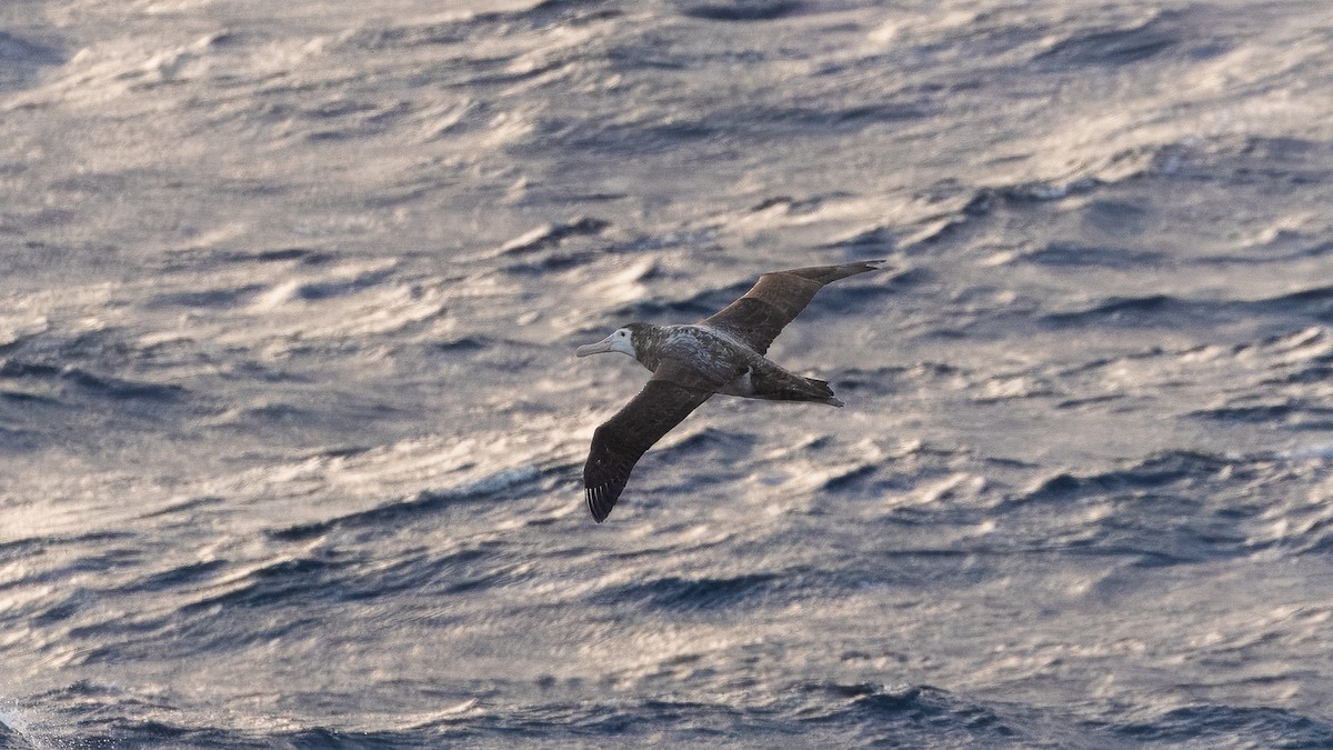 Tristan Albatross - ML633381989