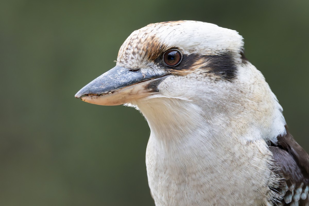 Laughing Kookaburra - ML633382069