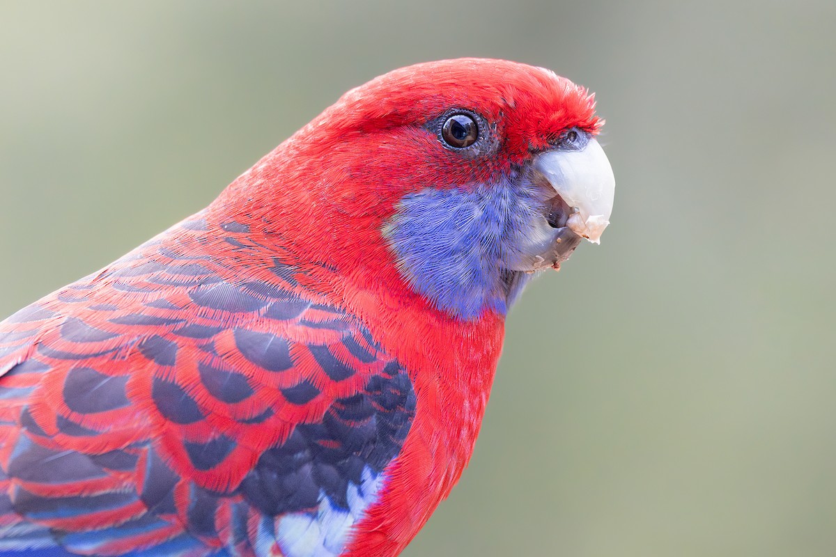 Crimson Rosella - ML633382071