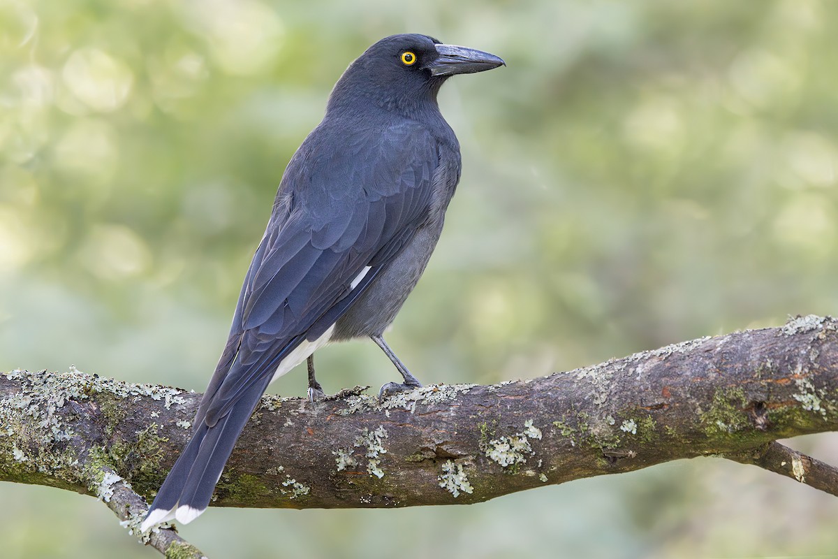Pied Currawong - ML633382072