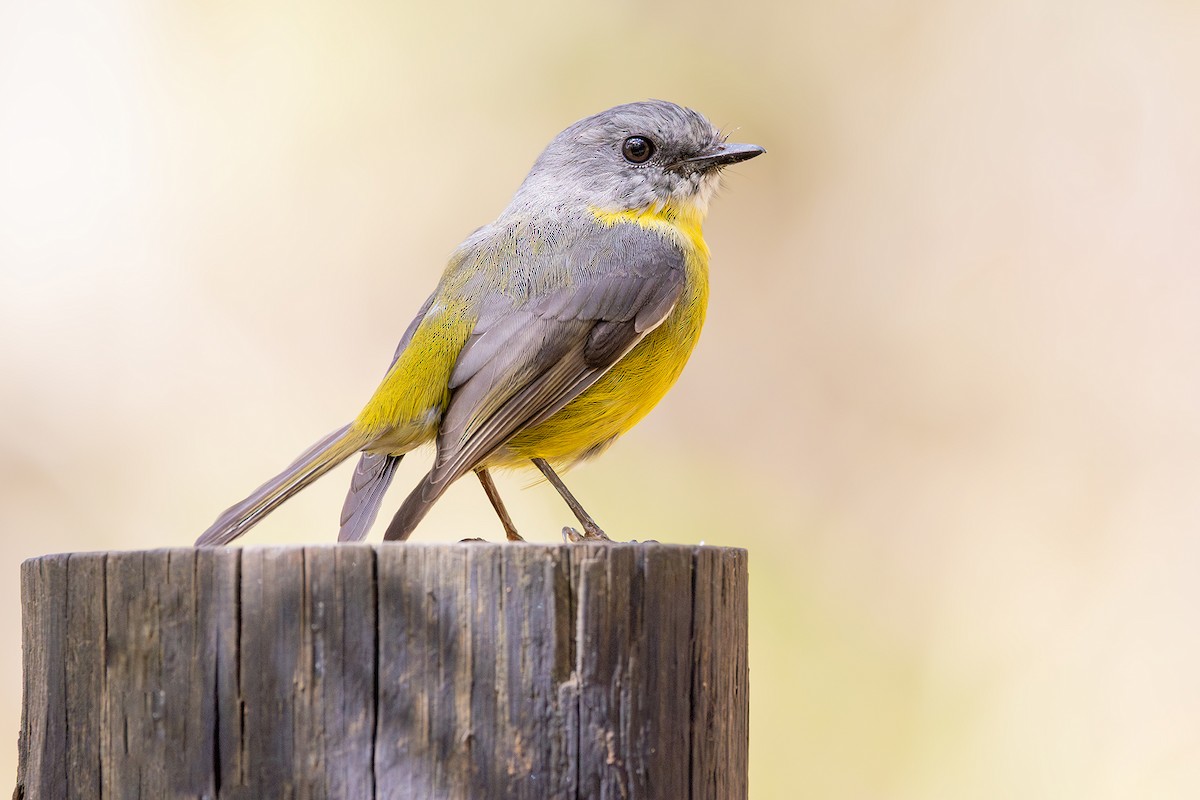 Eastern Yellow Robin - ML633382074