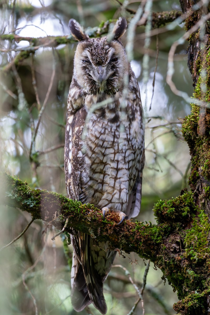 Abyssinian Owl - ML633382103