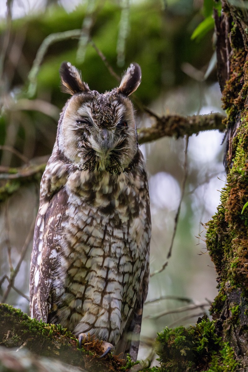 Abyssinian Owl - ML633382104