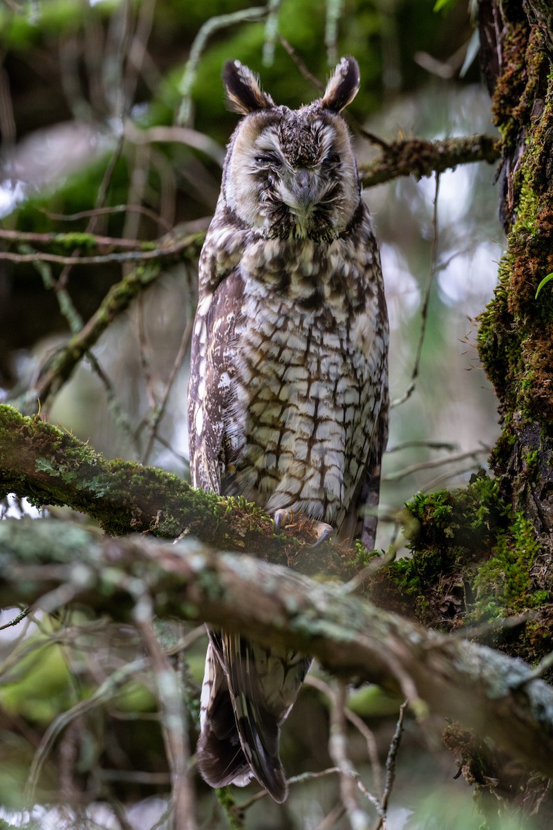 Abyssinian Owl - ML633382105