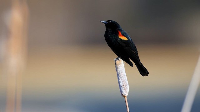 Al Kanatlı Karatavuk [phoeniceus grubu] - ML633382132