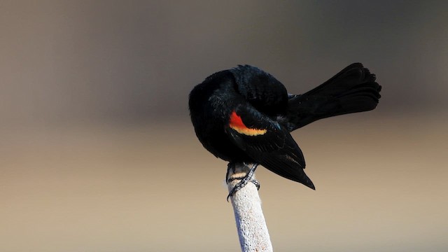 Al Kanatlı Karatavuk [phoeniceus grubu] - ML633382133