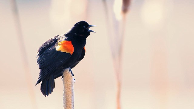 Al Kanatlı Karatavuk [phoeniceus grubu] - ML633382139