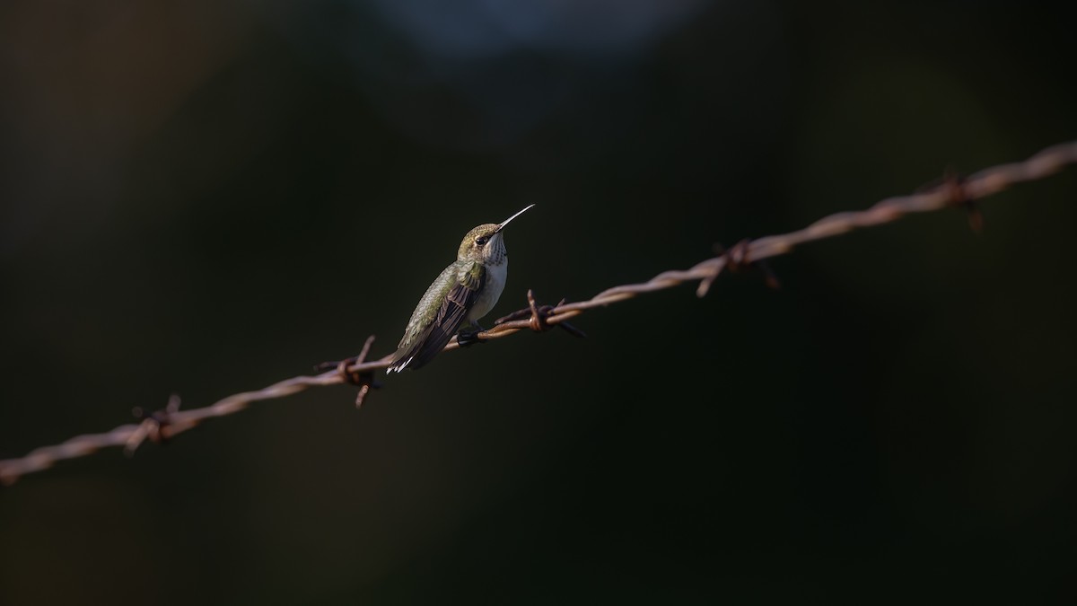 Ruby-throated Hummingbird - ML633382145