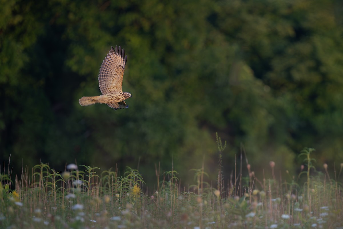 Red-shouldered Hawk (lineatus Group) - ML633382149