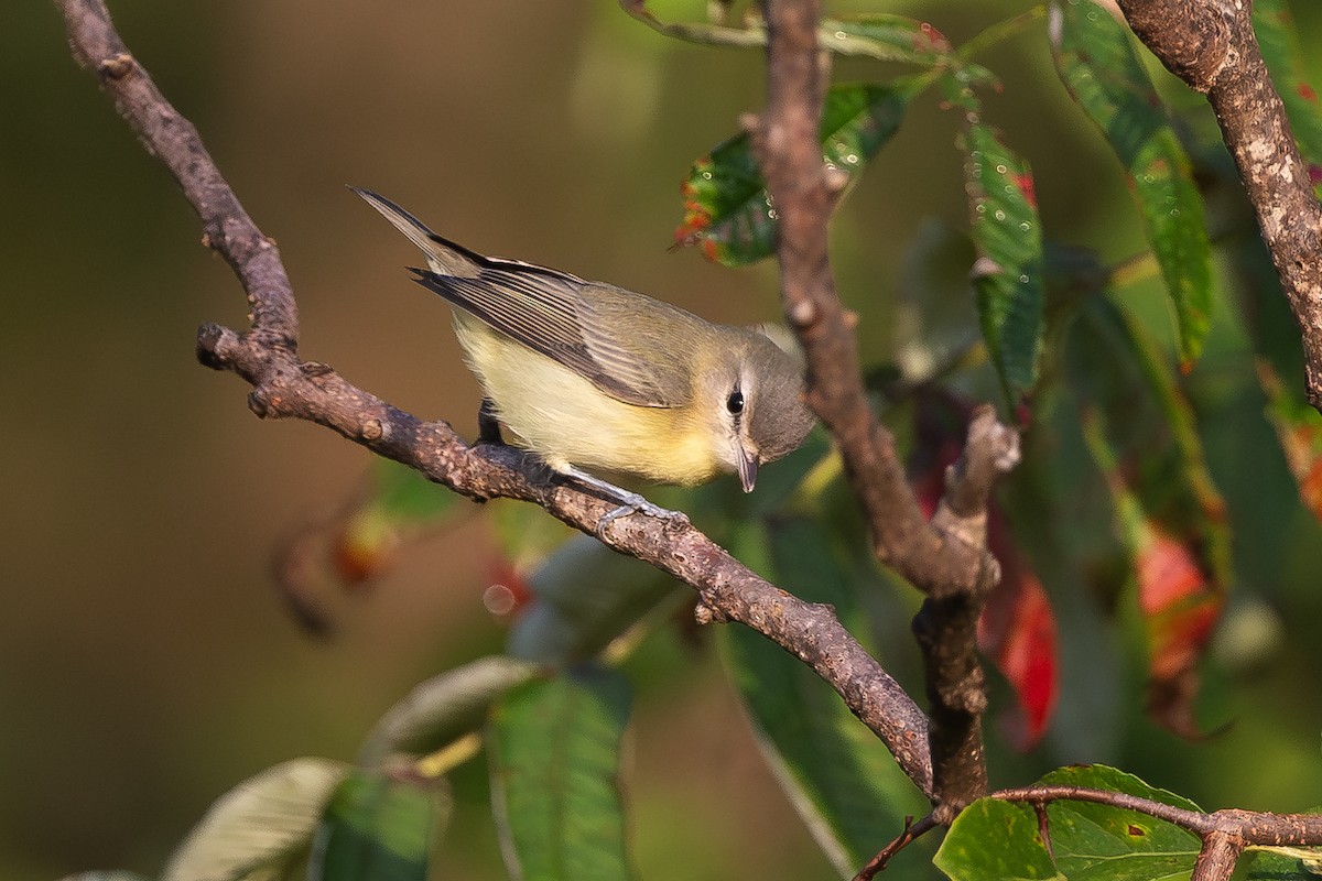 Philadelphia Vireo - ML633382153