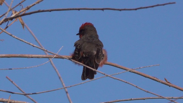 Vermilion Flycatcher - ML633382154
