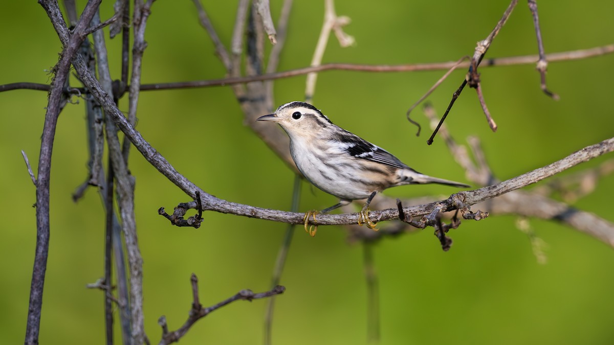 Black-and-white Warbler - ML633382155