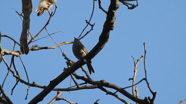 Вівчарик-ковалик - ML633382166