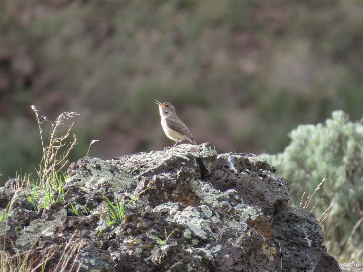 Rock Wren - ML633382325