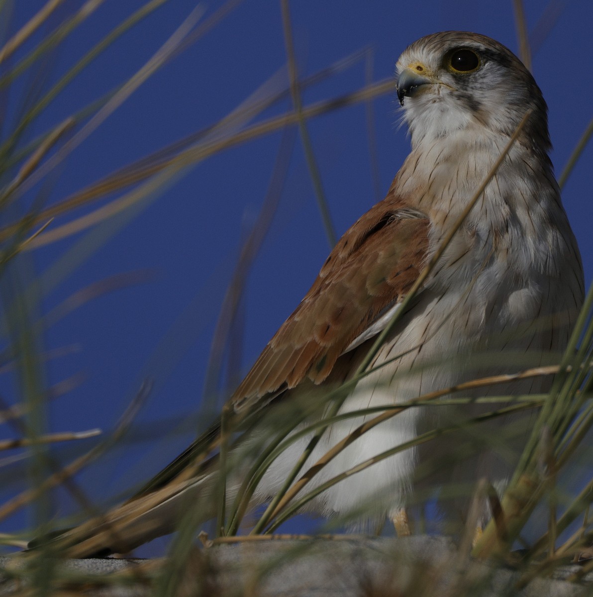 Nankeen Kestrel - ML633382352