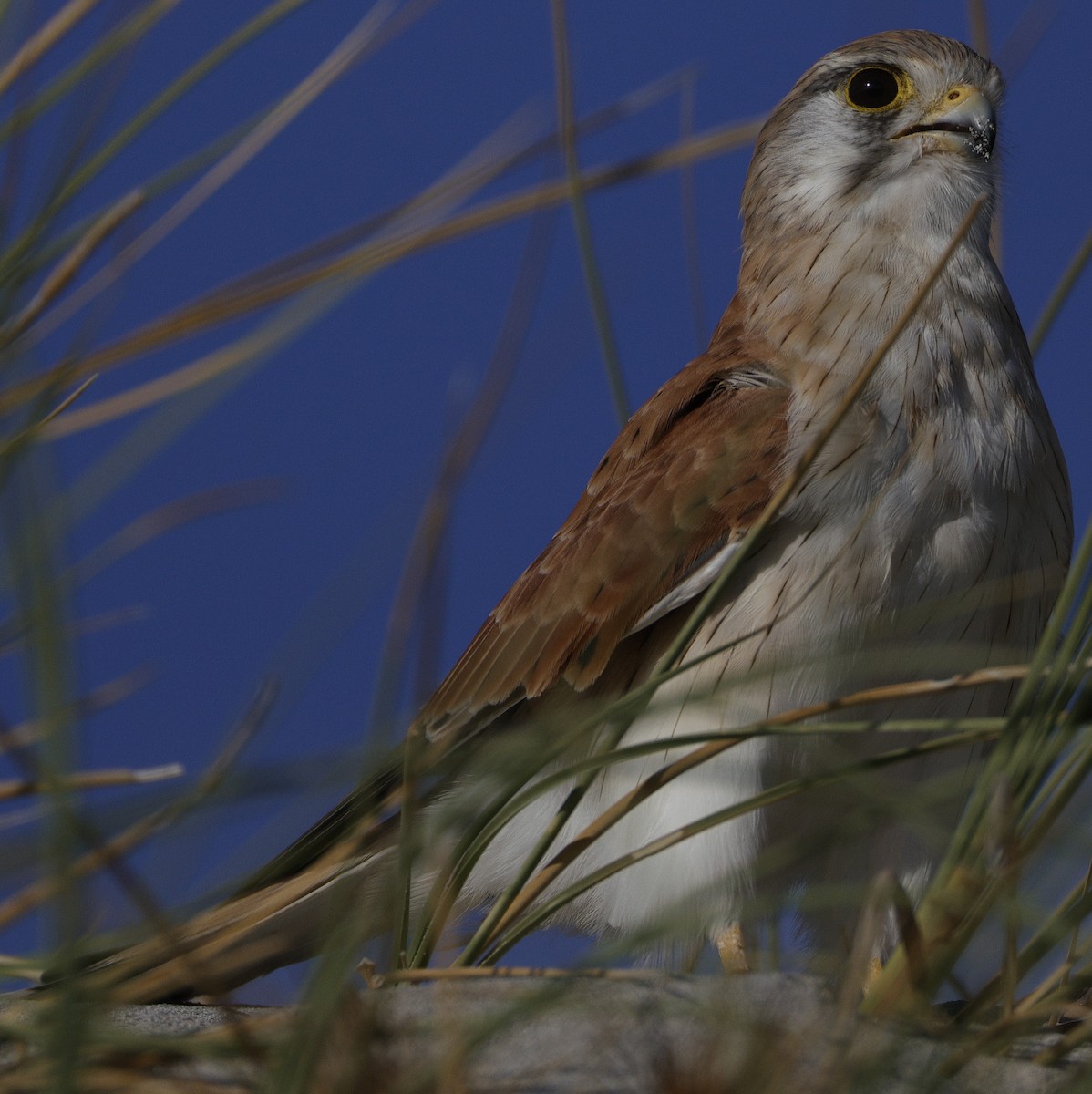 Nankeen Kestrel - ML633382353