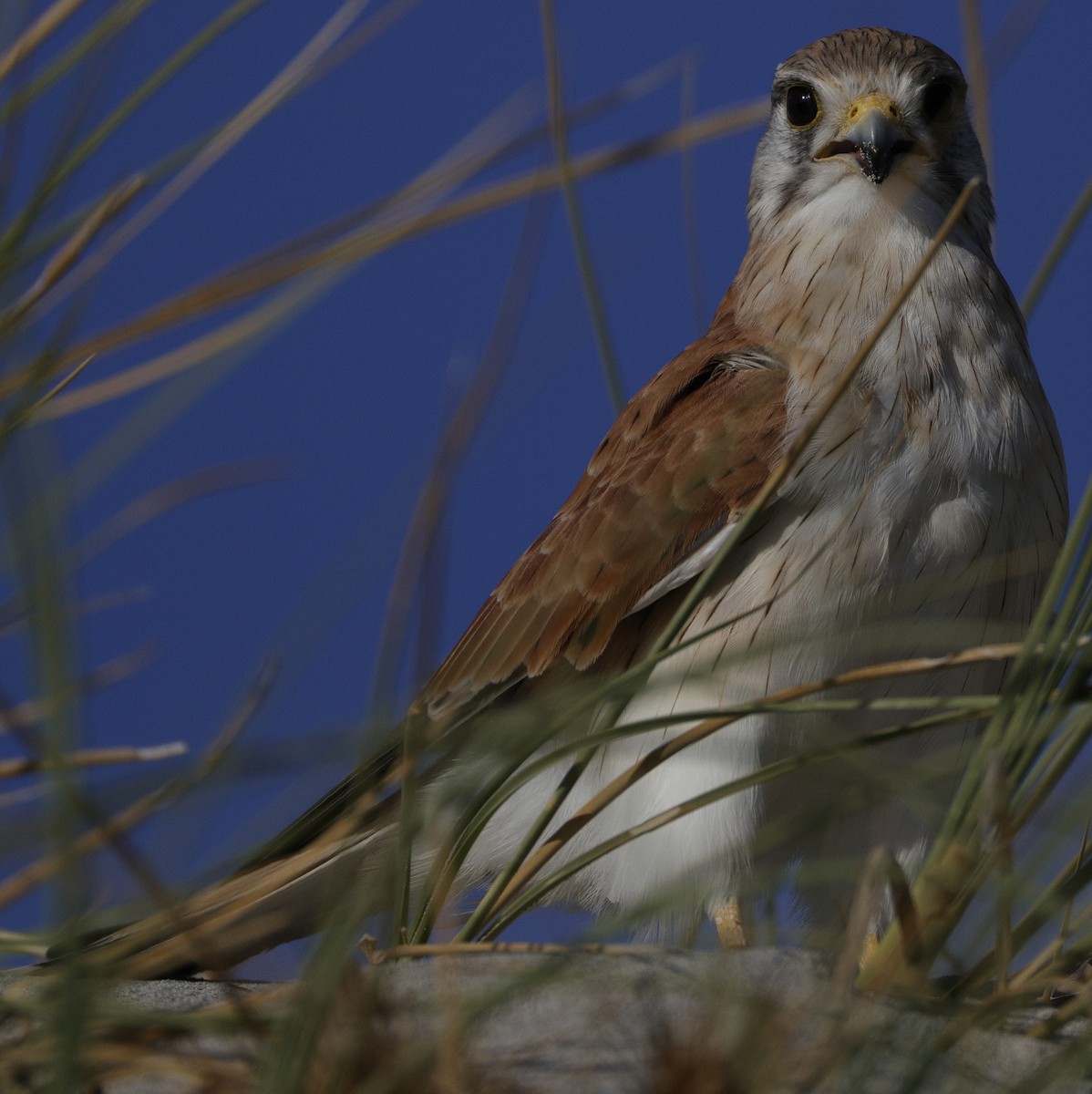 Nankeen Kestrel - ML633382354