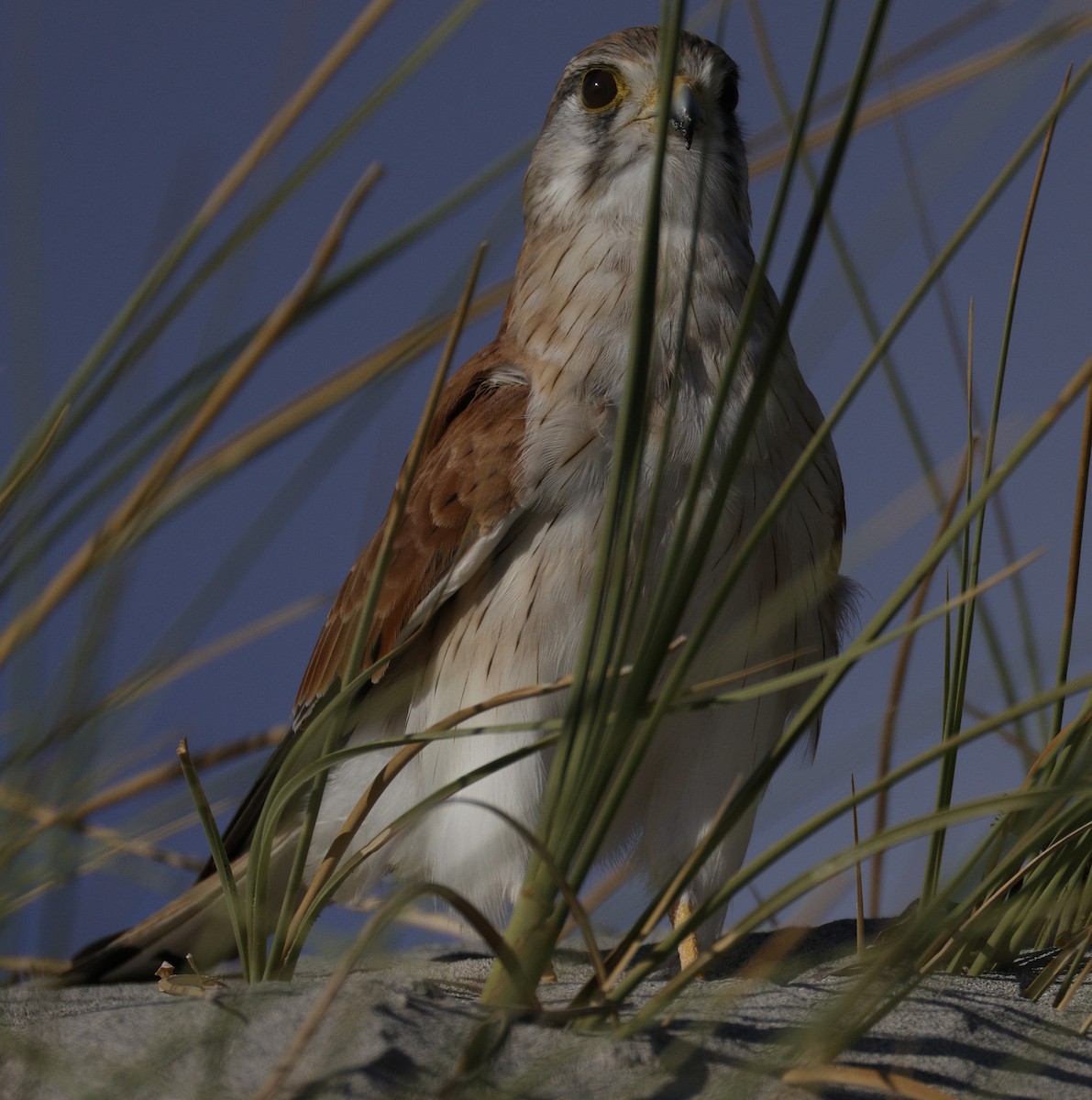 Nankeen Kestrel - ML633382371