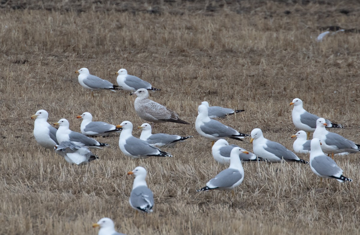 American Herring Gull - ML633382428