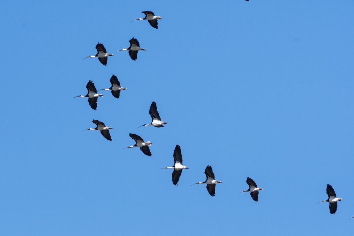 Straw-necked Ibis - ML633382485