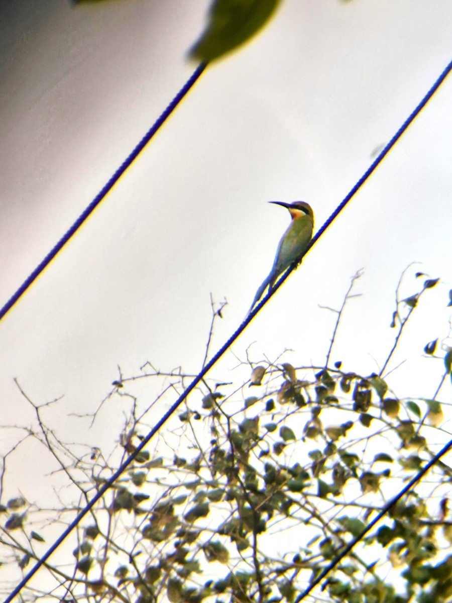 blåstjertbieter - ML633382496