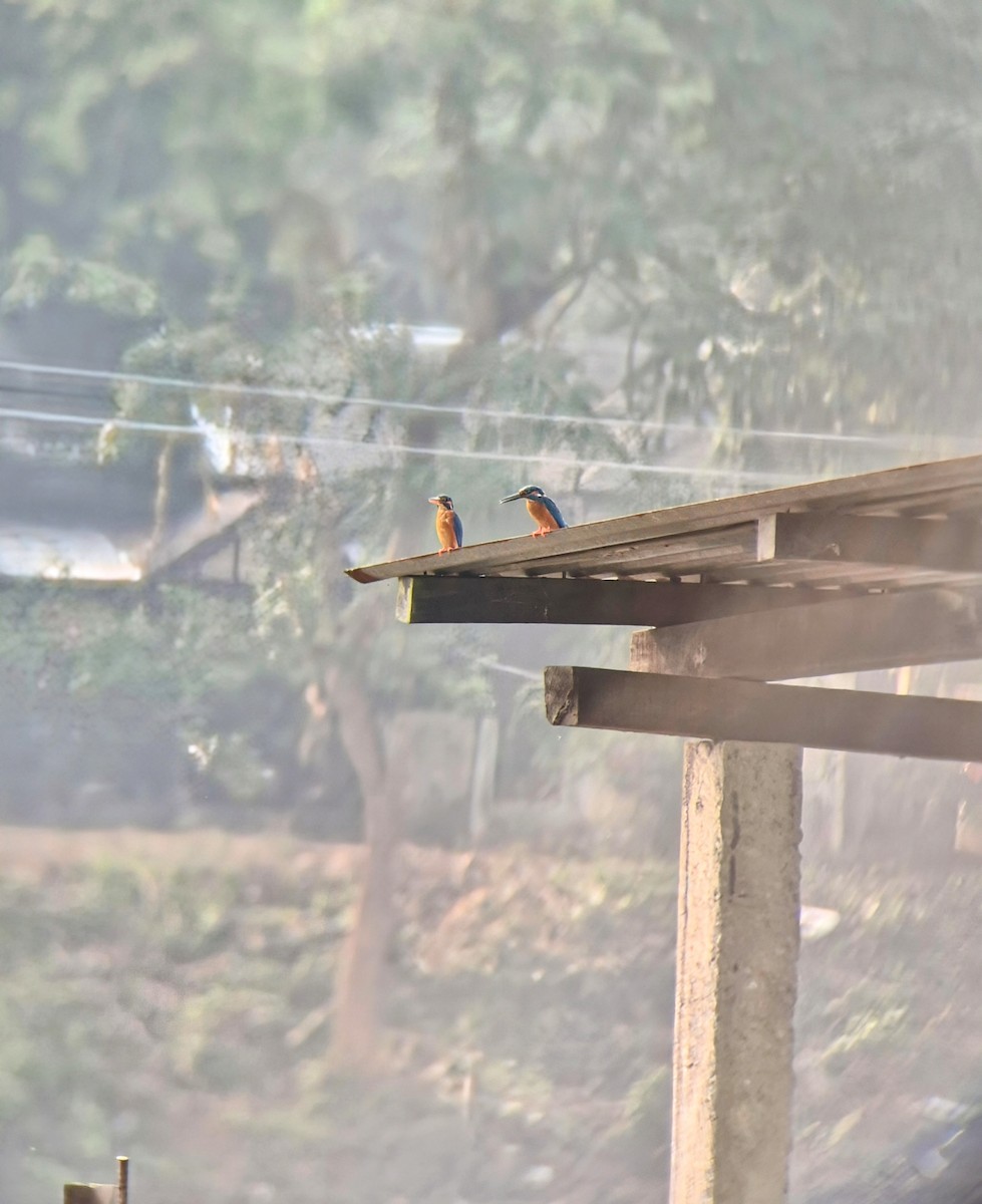 isfugl - ML633382501