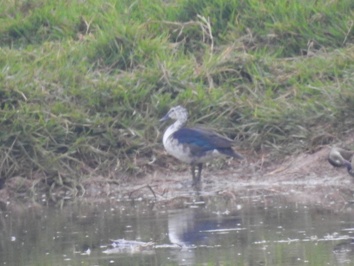 Comb Duck - ML633382672