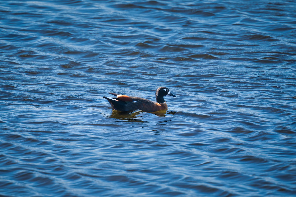 Australian Shelduck - ML633382741